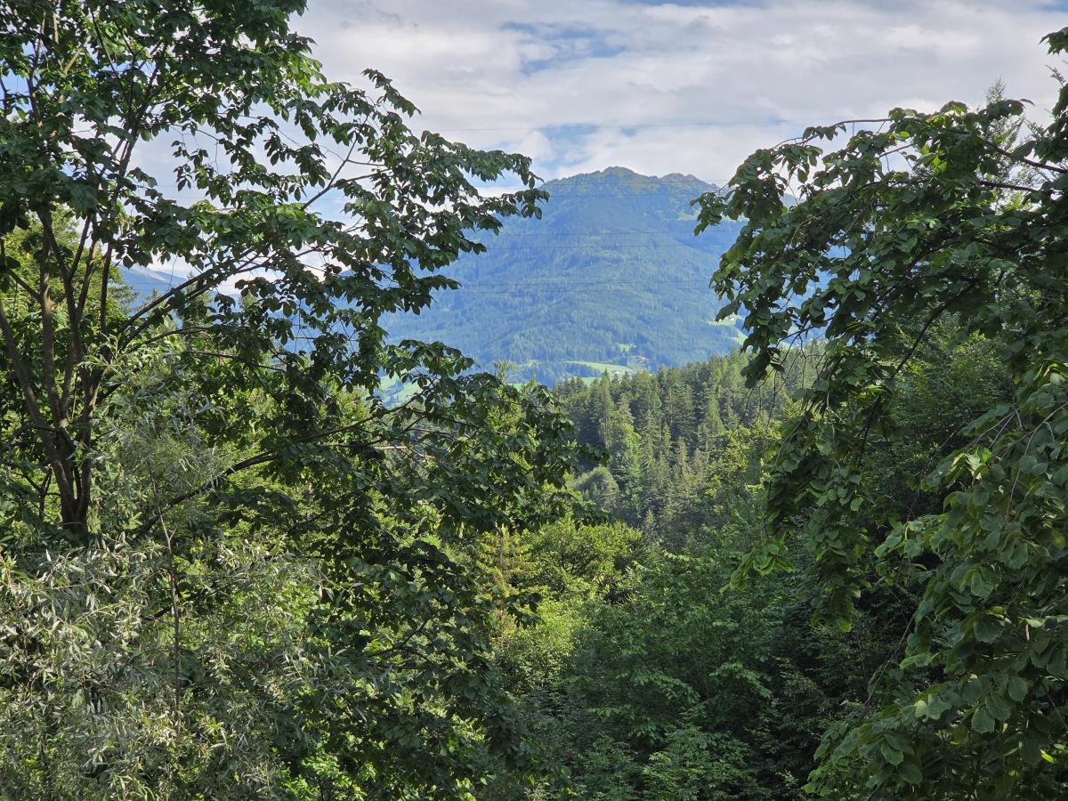 Waldsicht am Karwendelgebirge