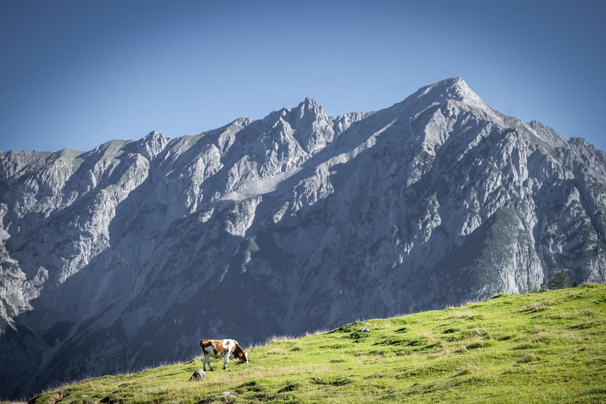 Waldsicht am Karwendelgebirge